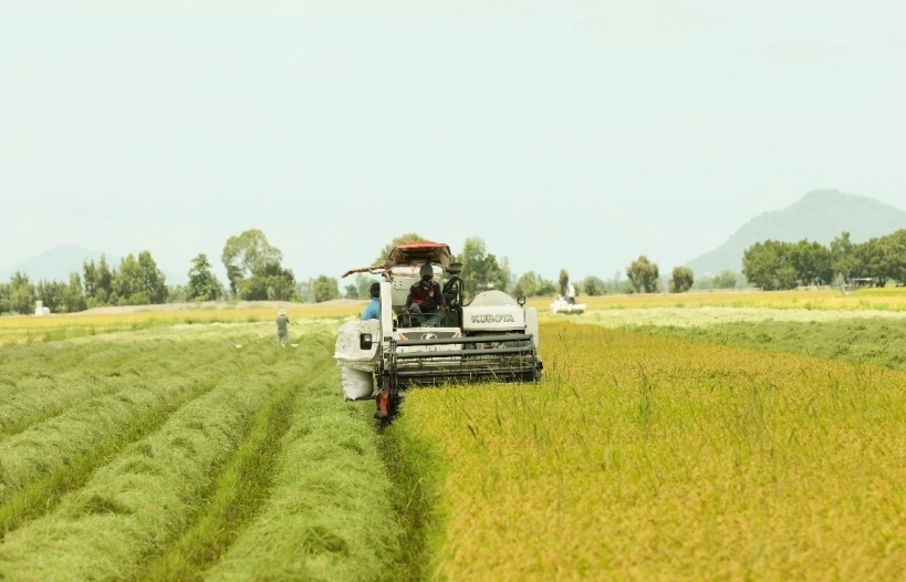 Bộ Công Thương “bày cách” nâng hiệu quả xuất khẩu gạo sang ASEAN