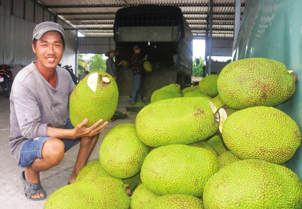 1.000 tấn mít được chế biến, tham gia xúc tiến tại Australia