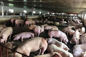 FAO hỗ trợ Việt Nam kiểm soát bệnh Dịch tả lợn châu Phi