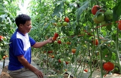 Ớt chuông, cà chua nhiễm virus mới, hết đường vào Đài Loan