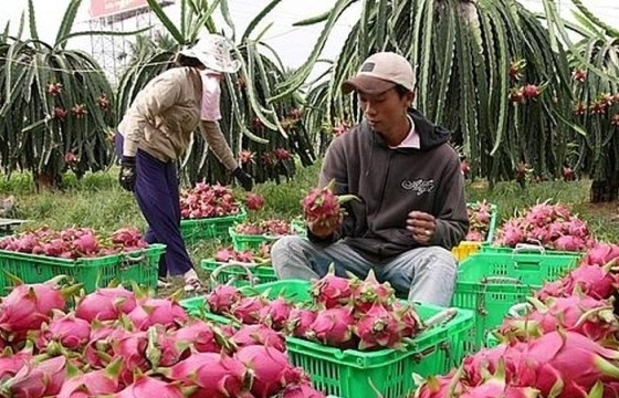 Phối hợp duy trì ổn định lưu thông nông sản giữa Việt Nam và Trung Quốc