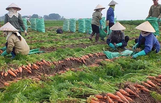 "Đau đầu" tiêu thụ nông sản vùng dịch, Bộ Công Thương "cầu cứu" Thủ tướng