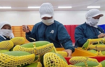 Cung ứng nội địa, Việt Nam vẫn dư dả rau quả xuất khẩu