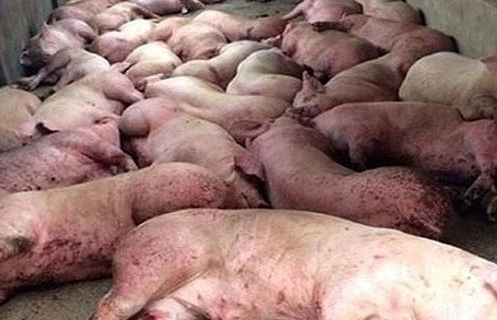 Đề nghị công khai các cơ sở giết mổ lợn bệnh, lợn chết cho dân biết