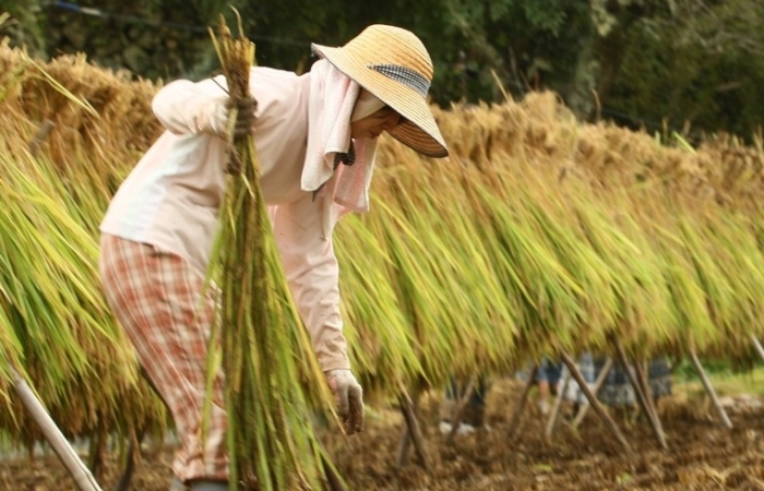 Thái Lan đẩy mạnh hỗ trợ sản xuất lúa gạo và xuất khẩu trái cây