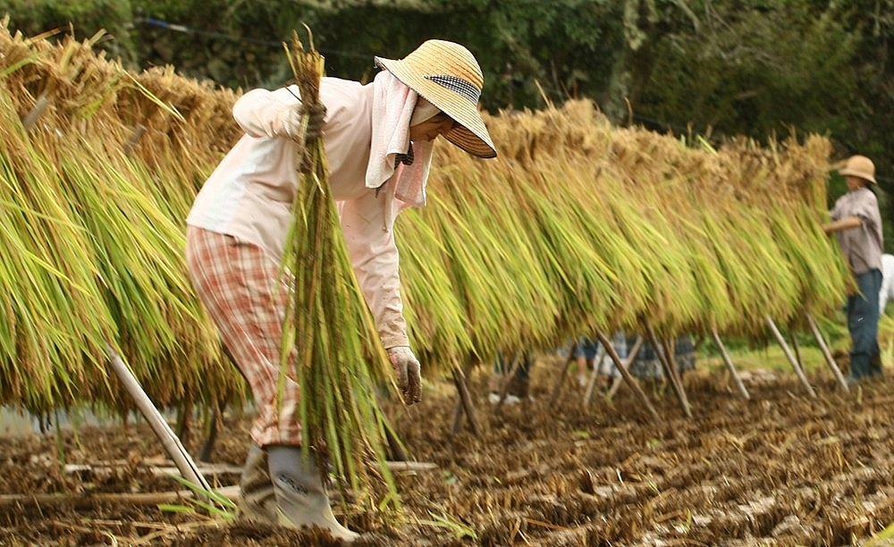 Thái Lan đẩy mạnh hỗ trợ sản xuất lúa gạo và xuất khẩu trái cây