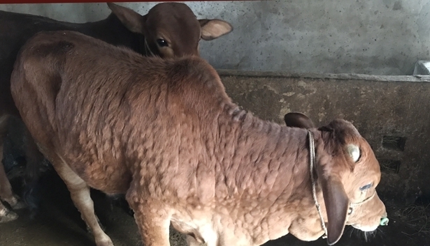 Nhập khẩu khẩn cấp cả triệu liều vaccine phòng bênh nguy hiểm trên trâu bò