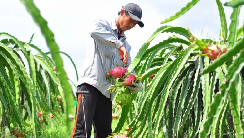 Nhiều mã số vùng trồng nông sản bị mạo danh khiến nước nhập khẩu cảnh báo