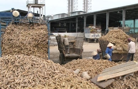 Xuất khẩu sắn đối mặt cạnh tranh khốc liệt từ Thái Lan