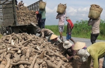 Thái Lan suy giảm sản xuất, sắn lát Việt được đà tăng giá