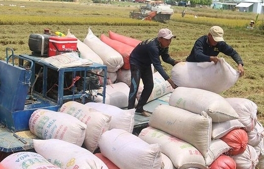 Bộ Công Thương kiến nghị cho xuất khẩu gạo nếp không hạn ngạch