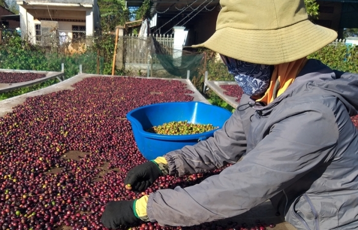 Xuất khẩu lô cà phê, chanh leo đầu tiên theo EVFTA