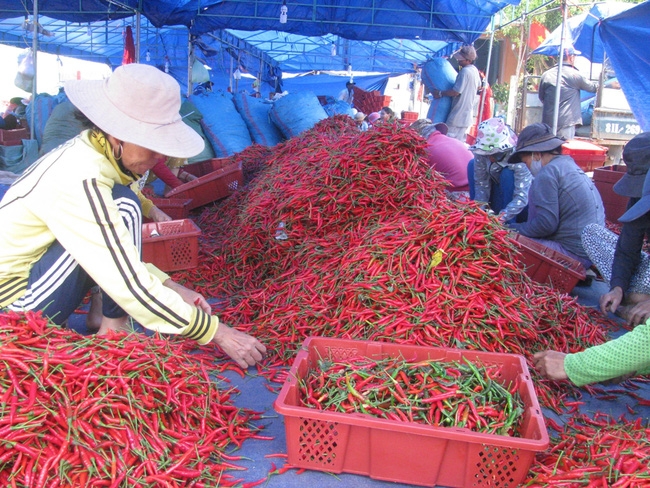 Thông tin Trung Quốc cấm nhập khẩu ớt Việt Nam không chính xác