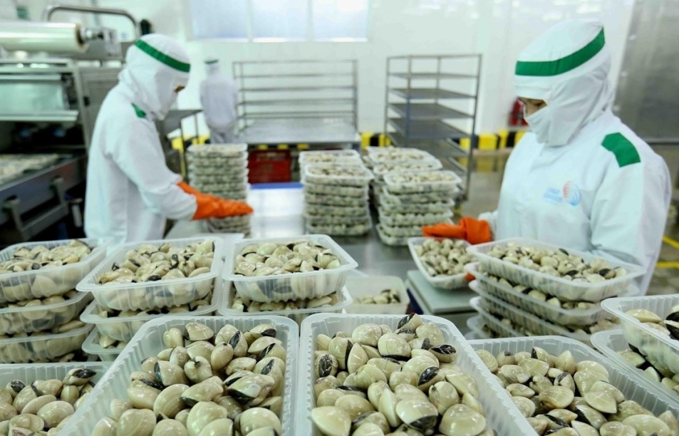 Xuất khẩu nghêu sang Trung Quốc tăng gần 4 lần