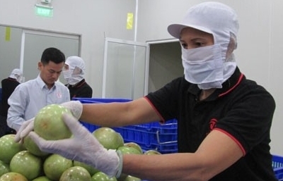 Thái Lan có nhu cầu lớn nhập trái cây tươi, hàng Việt nhiều cơ hội