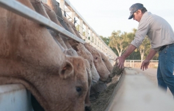 Hòa Phát nhập khẩu 4.500 bò giống Australia, cập cảng giữa tháng 5
