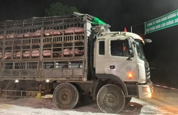 Việt Nam nhập khẩu đàn lợn giống đầu tiên từ Thái Lan