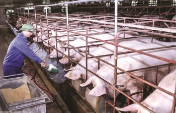 Giá lợn quá cao, lần đầu tiên Việt Nam cho phép nhập khẩu cả lợn sống