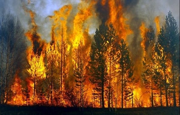 Nắng nóng kéo dài, cấp bách phòng cháy chữa cháy rừng