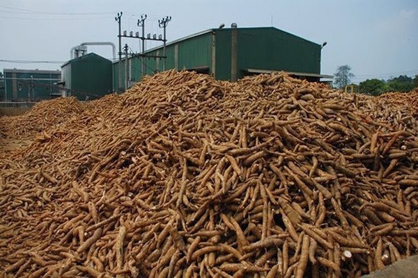 Quá phụ thuộc Trung Quốc, xuất khẩu sắn chưa tận dụng được FTA