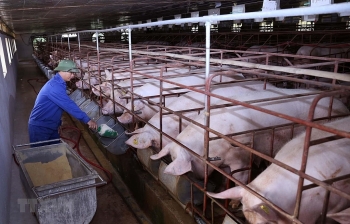 Nhập khẩu cả lợn sống về giết mổ, giá thịt lợn sẽ "hạ nhiệt"?