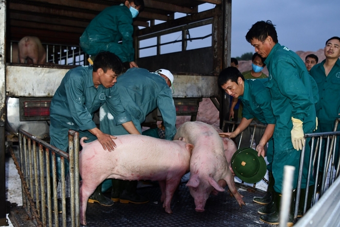 500 con lợn Thái Lan về cửa khẩu Lao Bảo, giá thịt lợn có “hạ nhiệt”?