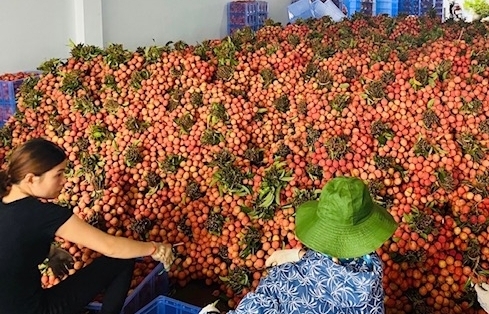 Giảm mạnh tại Trung Quốc, xuất khẩu rau quả bật tăng hầu khắp thị trường