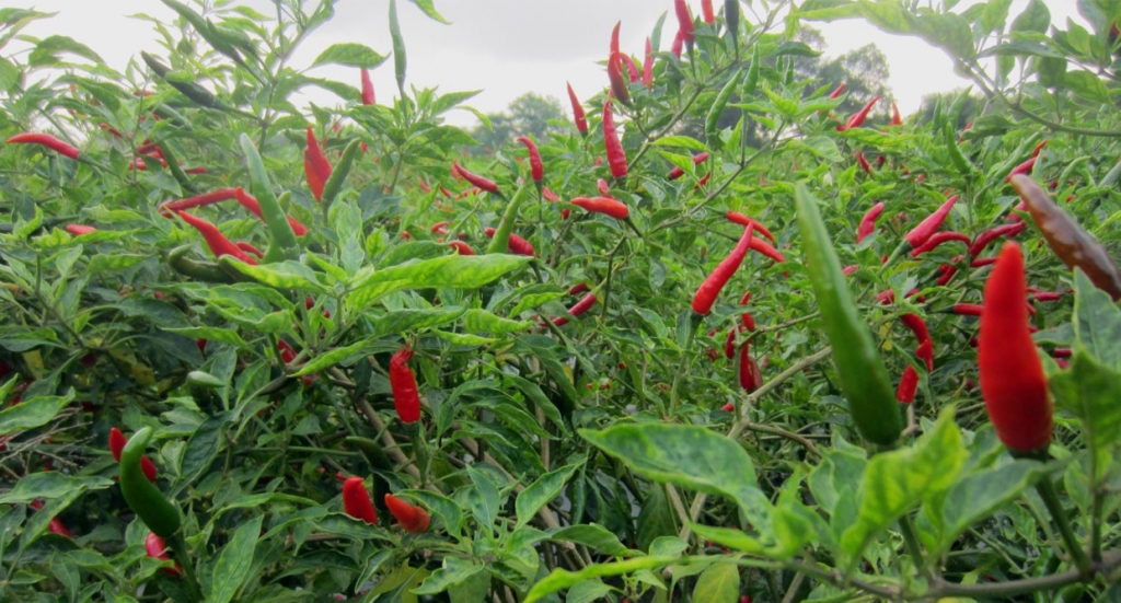 Sau thời gian tạm “cấm cửa”, ớt Việt được xuất khẩu trở lại Trung Quốc, Malaysia