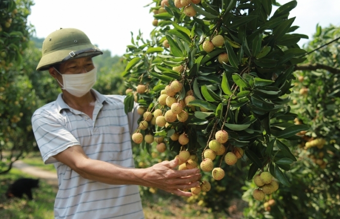 Cận kề chính vụ thu hoạch vải thiều, Bắc Giang vẫn lo nhất khâu tiêu thụ