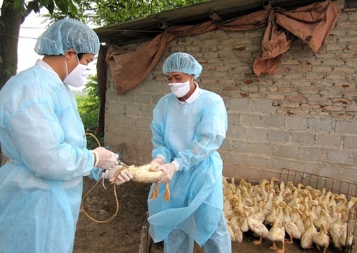 3 tỉnh tại Việt Nam có cúm gia cầm A/H5N8