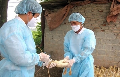 3 tỉnh tại Việt Nam có cúm gia cầm A/H5N8