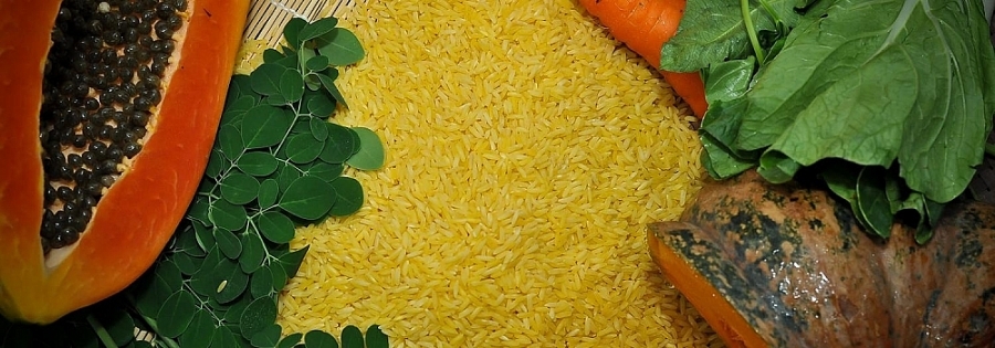 Philippines phê duyệt thương mại “gạo Vàng” biến đổi gen