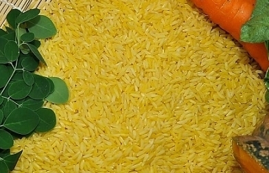 Philippines phê duyệt thương mại “gạo Vàng” biến đổi gen