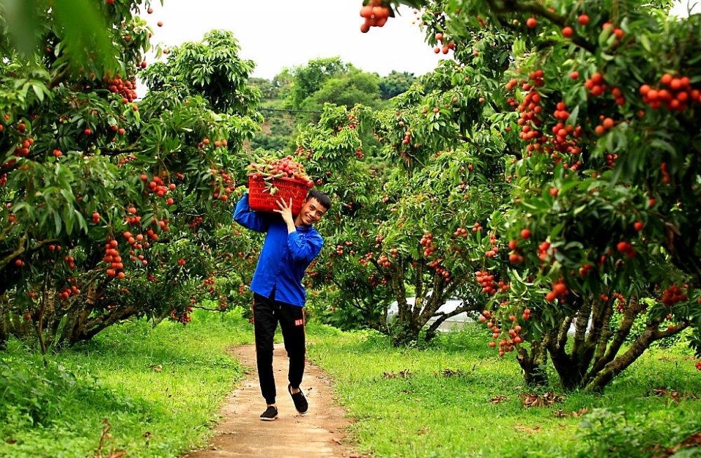 Ảnh: Văn Cả Quyết