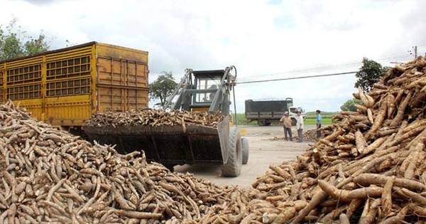 Sắn Việt cạnh tranh gay gắt với sắn Thái Lan tại thị trường Trung Quốc
