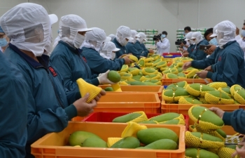 Xuất khẩu rau quả sang Trung Quốc sụt giảm "khủng"