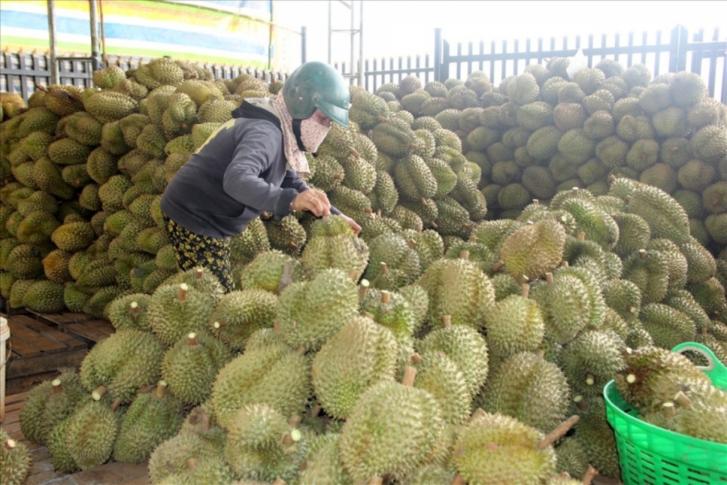 Tăng tốc gỡ khó, “dọn đường” cho nông sản Việt sang Trung Quốc