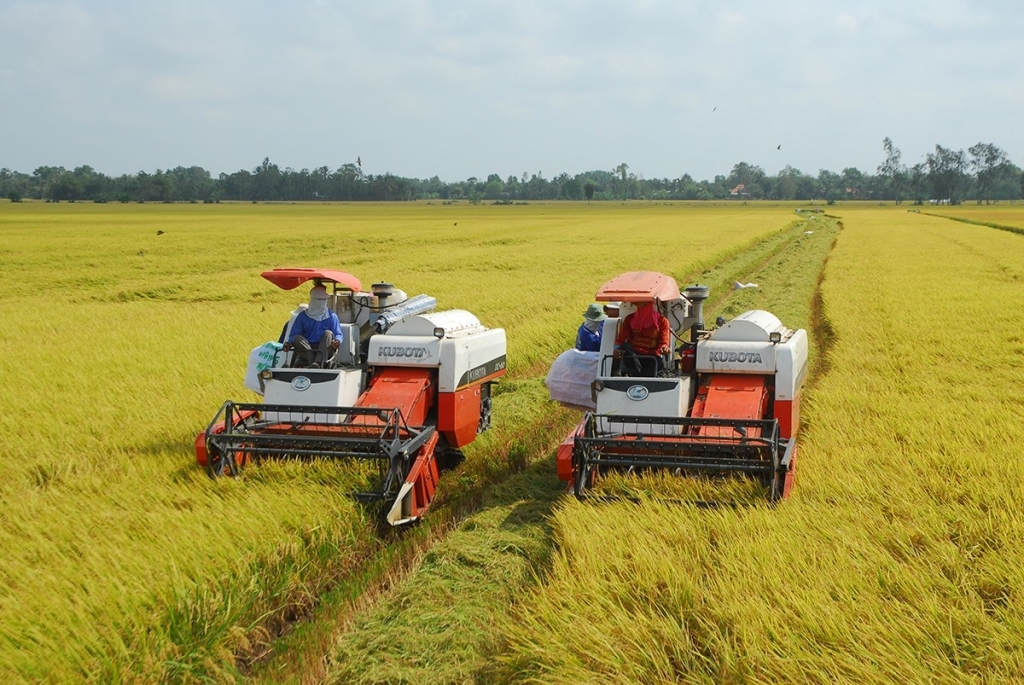 VINAFOOD 1: Tồn kho lúa gạo 118.000 tấn, đẩy mạnh thu mua từ giữa tháng 8