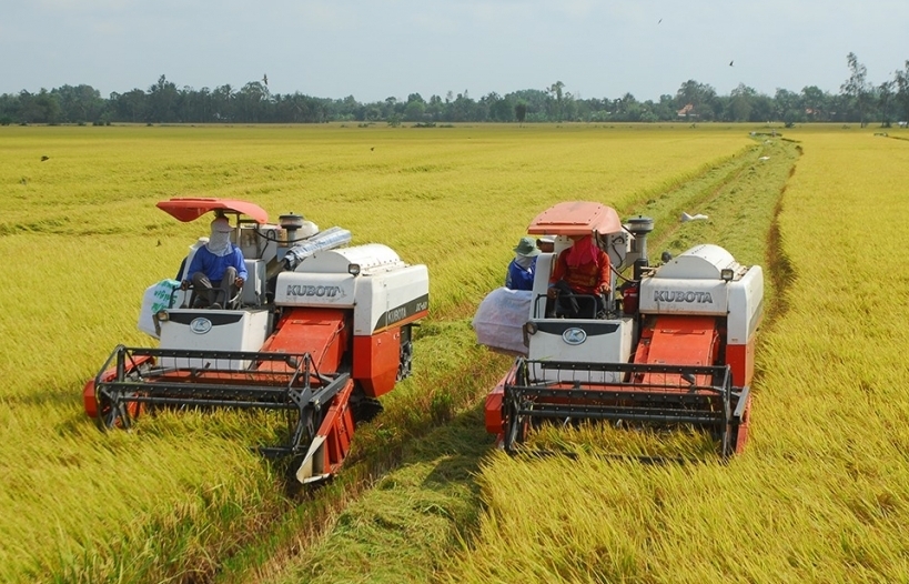 VINAFOOD 1: Tồn kho lúa gạo 118.000 tấn, đẩy mạnh thu mua từ giữa tháng 8