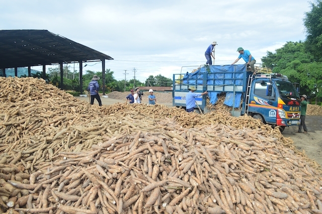 Trung Quốc giảm mạnh nhập khẩu tinh bột sắn Việt Nam, tăng nhập từ Thái Lan