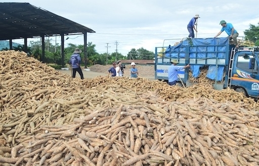 Nhân dân tệ mất giá, Trung Quốc giảm mua sắn Việt
