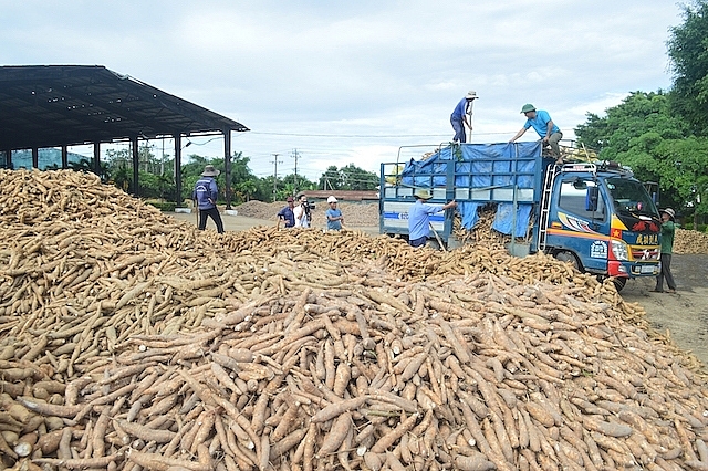 Củ sắn