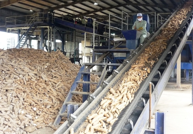 Trung Quốc nhận hàng chậm, chủ hàng Việt giảm giá tinh bột sắn