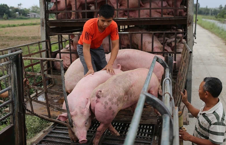 Trung Quốc chi hơn 17 tỷ USD nhập khẩu, Việt Nam lo chặn lợn vượt biên