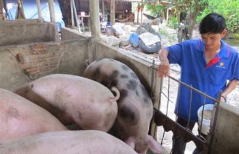 Giá lợn tăng cao cả 3 miền khi dịch tả lợn "phủ sóng" toàn quốc