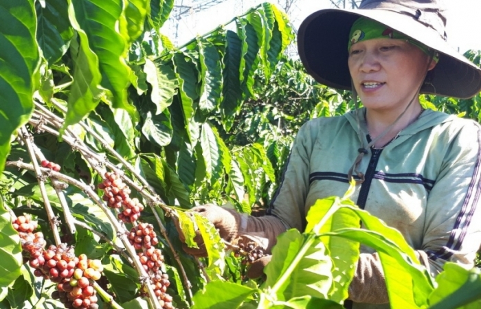 Làm gì để hiện thực hóa xuất khẩu cà phê 6 tỷ USD?