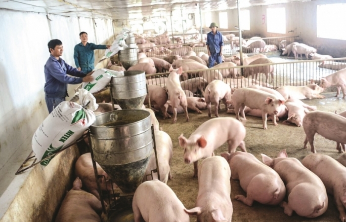 Giá lợn xuống quá sâu, lo hàng triệu hộ chăn nuôi gặp khó