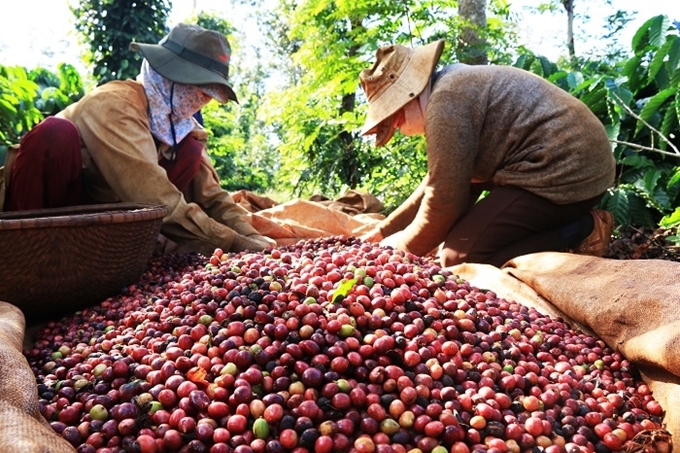 Giá cà phê nội địa tăng cao nhất trong 4 năm gần đây