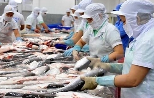 Cá tra Việt bị cạnh tranh mạnh tại EU dù chiếm thị phần áp đảo
