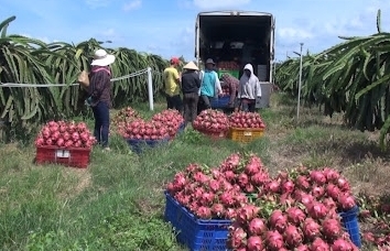 Xuất khẩu rau quả sang Trung Quốc liên tiếp giảm mạnh